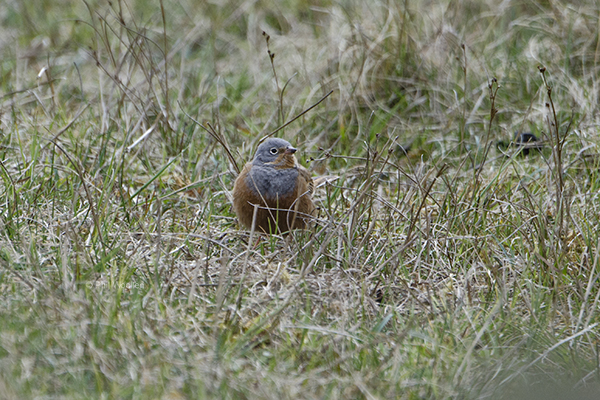 Cretzschmar's Bunting