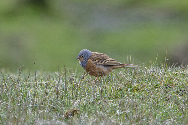 Cretzschmar's Bunting