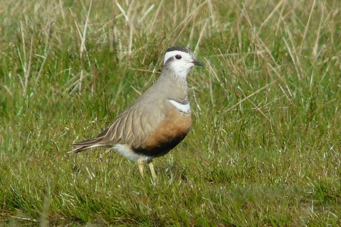 Dotterel