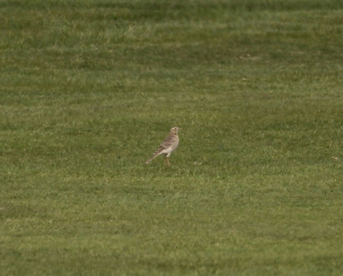 Richard's Pipit