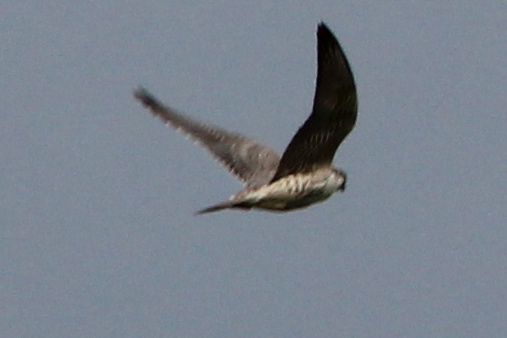 Peregrine