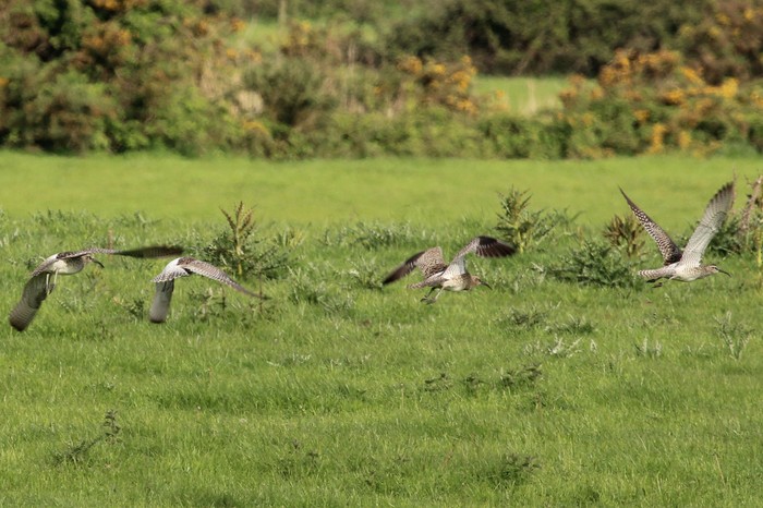 Whimbrel