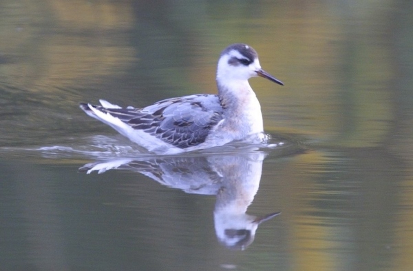Grey Phalarope
