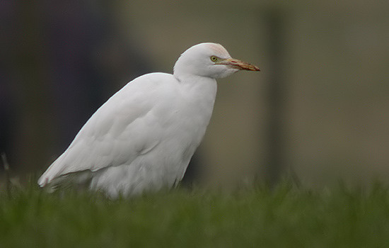 Cattle Egret