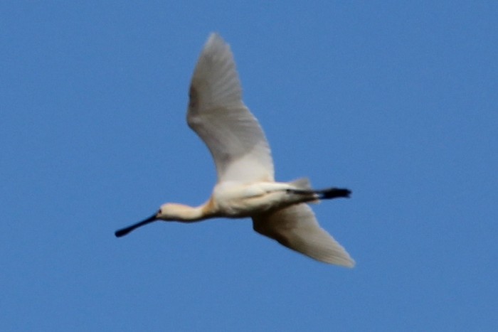 Spoonbill