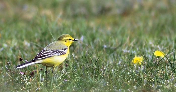 Yellow Wagtail