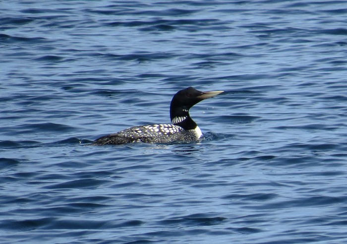 White-billed Diver