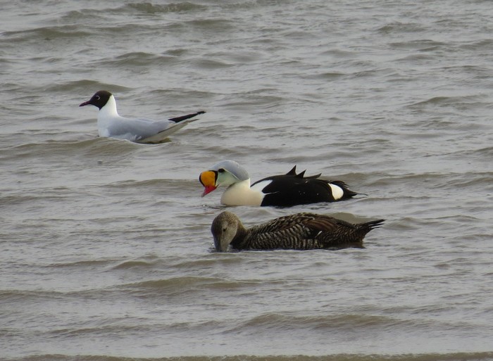 King Eider