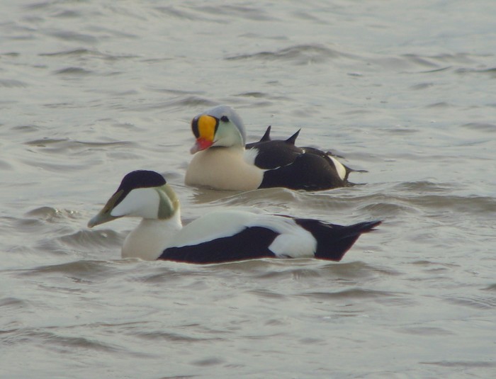 King Eider