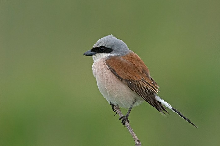 Red-backed Shrike