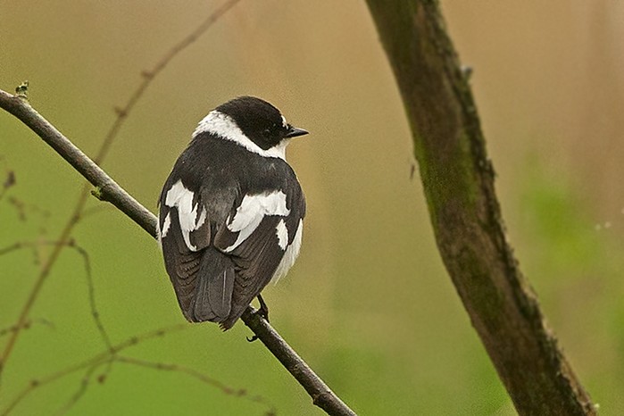 Collared Flycatcher