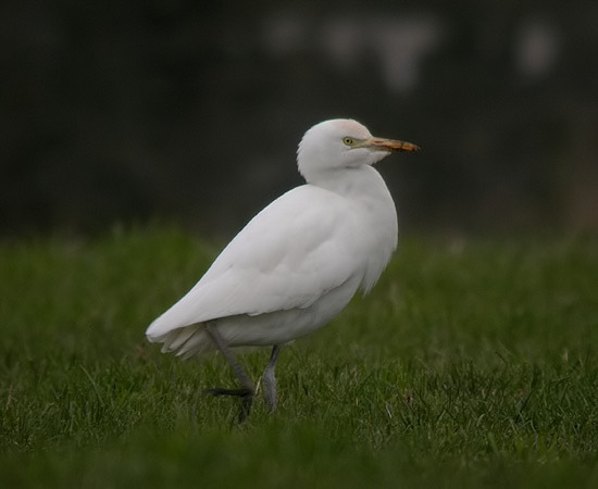 Cattle Egret