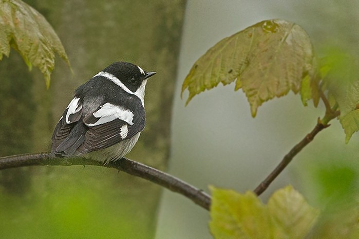 Collared Flycatcher