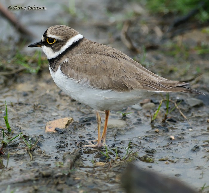Little Ringed Plover