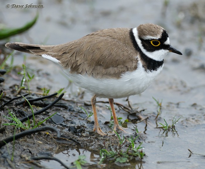 Little Ringed Plover