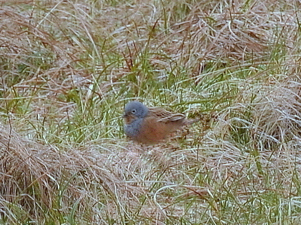 Cretzschmar's Bunting