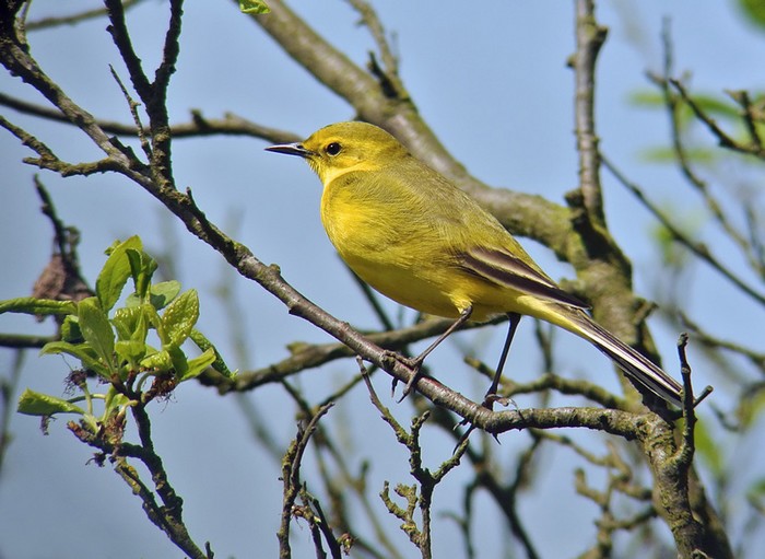 Yellow Wagtail