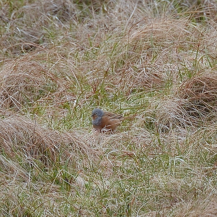 Cretzschmar's Bunting