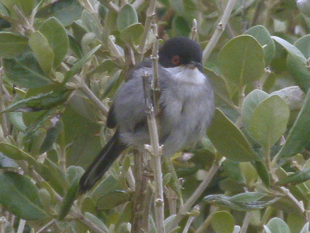 Sardinian Warbler