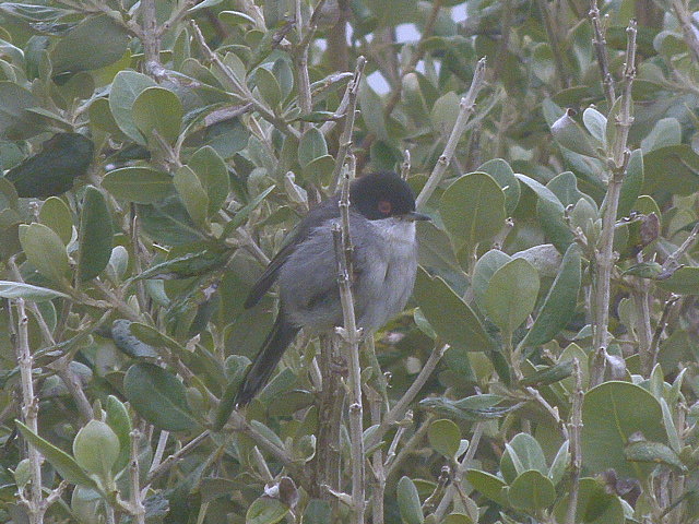Sardinian Warbler