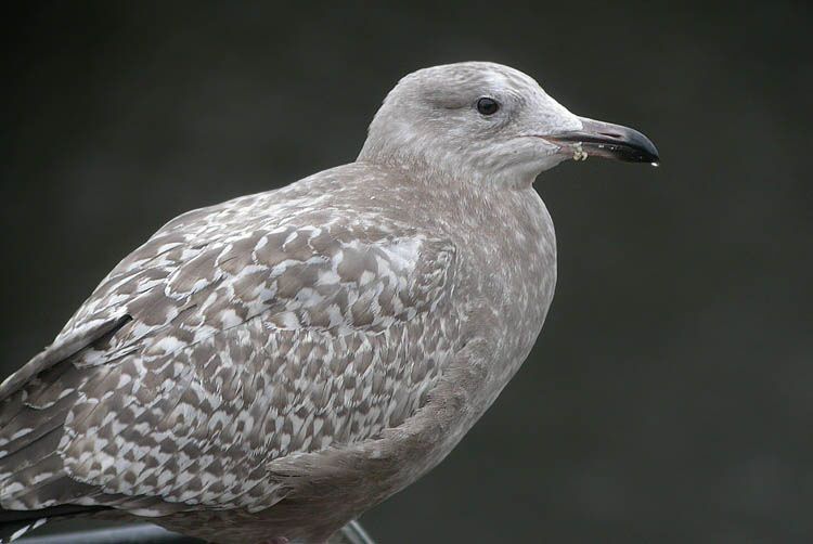 American Herring Gull