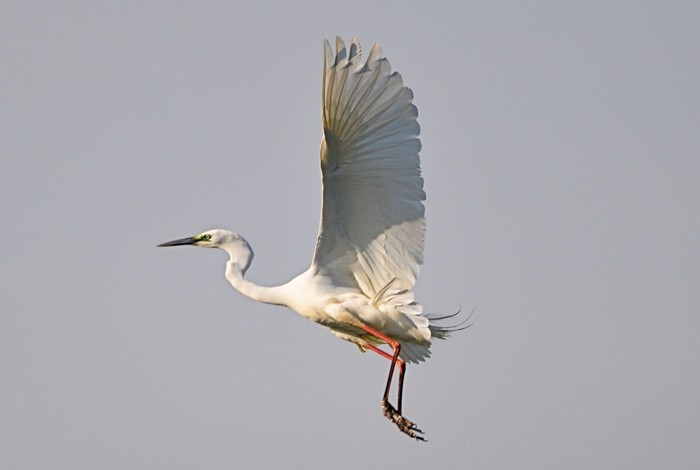 Great White Egret