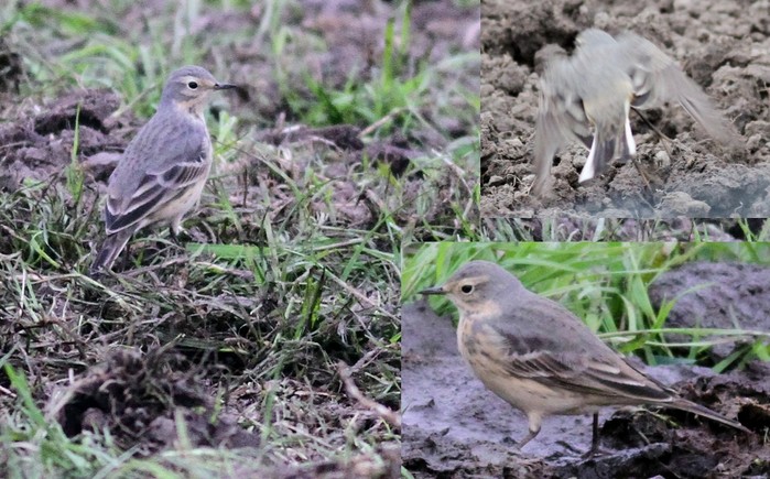 American Buff-bellied Pipit