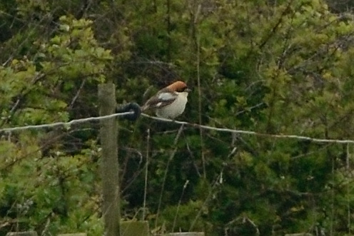 Woodchat Shrike
