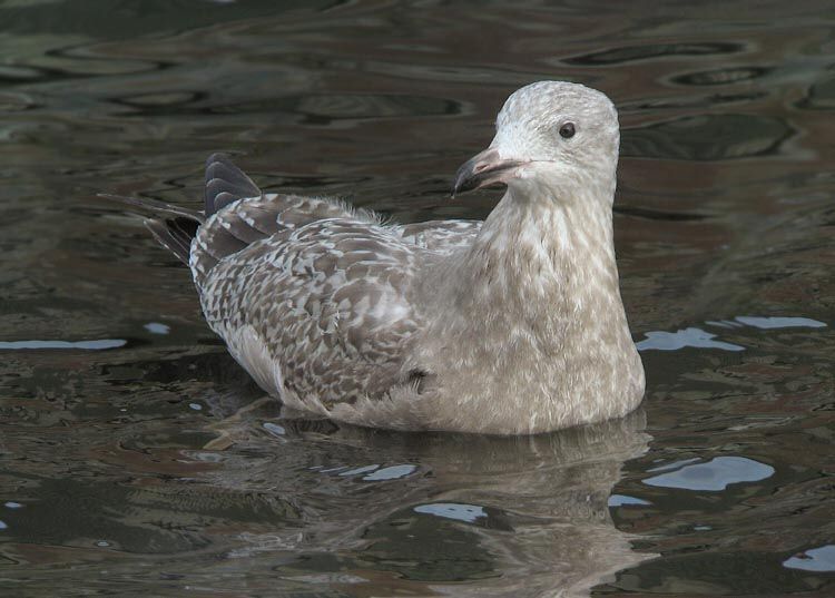 American Herring Gull