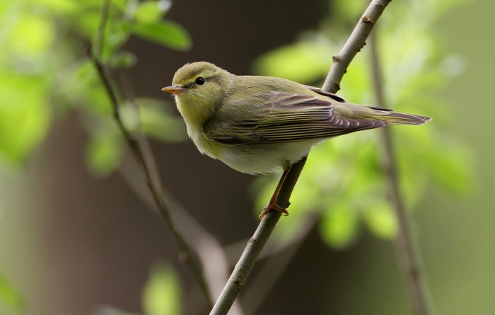 Wood Warbler