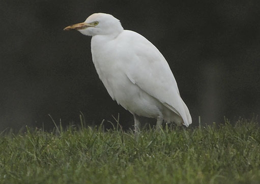 Cattle Egret