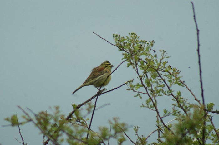Cirl Bunting