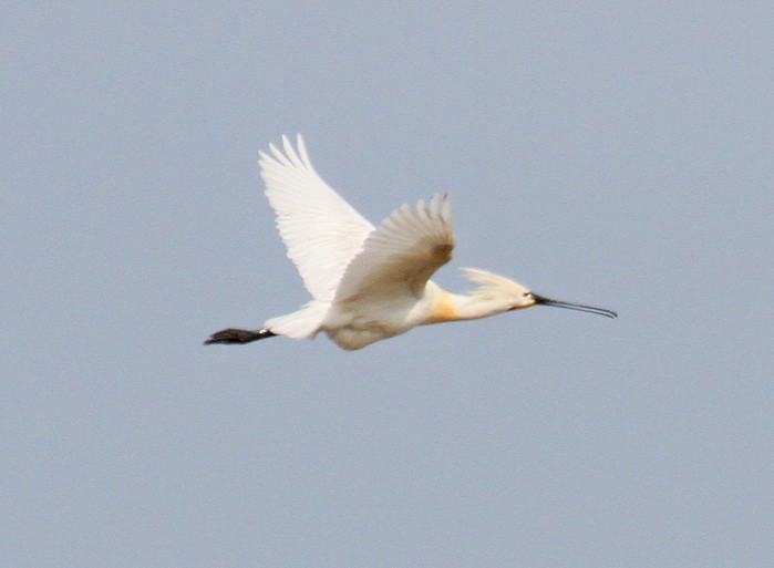 Spoonbill