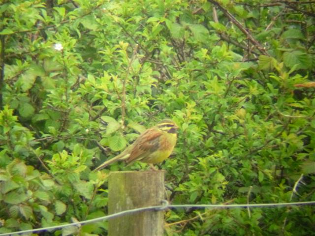 Cirl Bunting