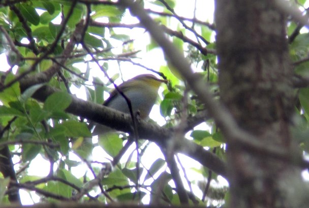 Wood Warbler