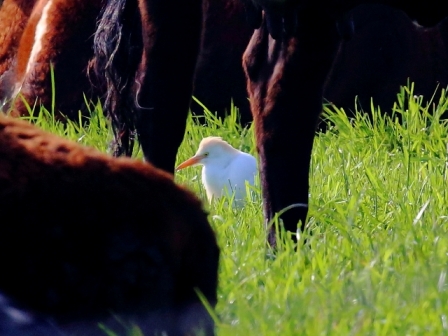Cattle Egret