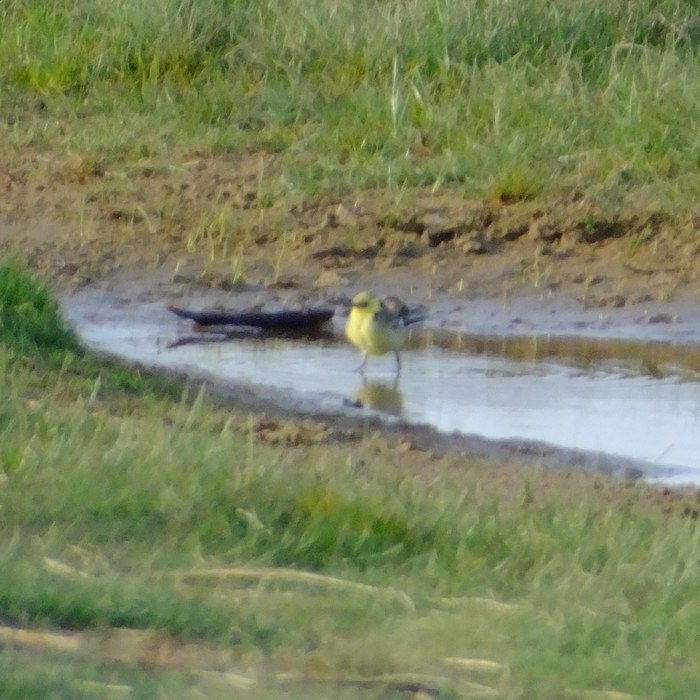 Citrine Wagtail