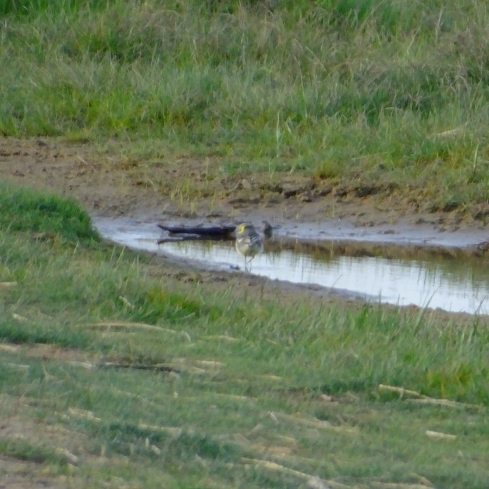 Citrine Wagtail