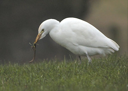Cattle Egret