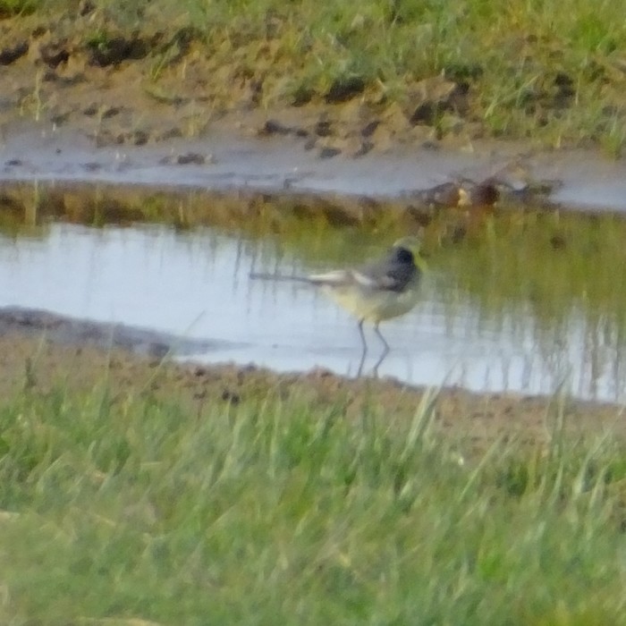 Citrine Wagtail