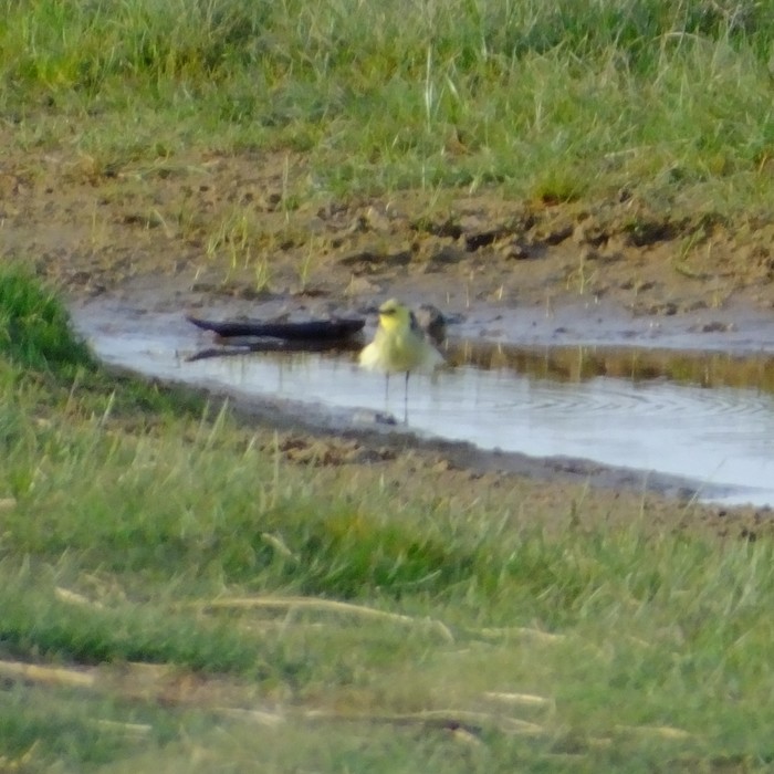 Citrine Wagtail