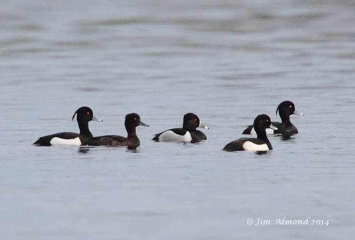 Ring-necked Duck