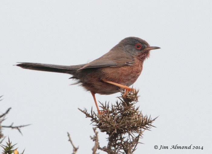 Dartford Warbler