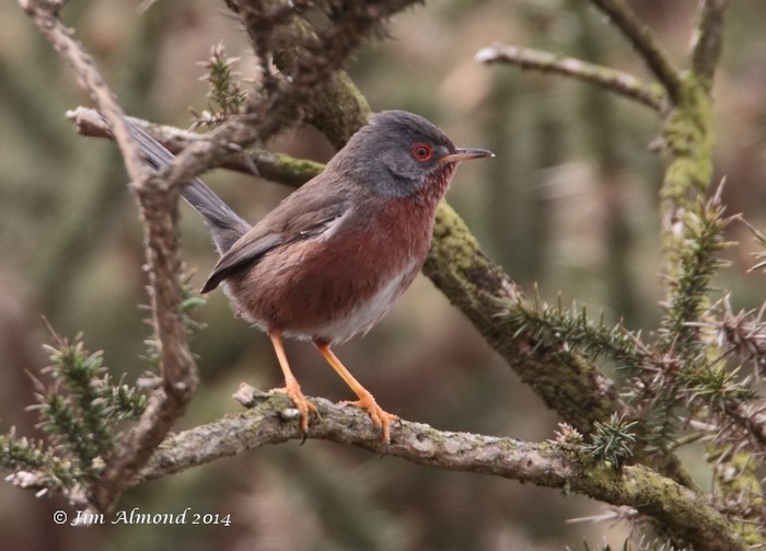 Dartford Warbler