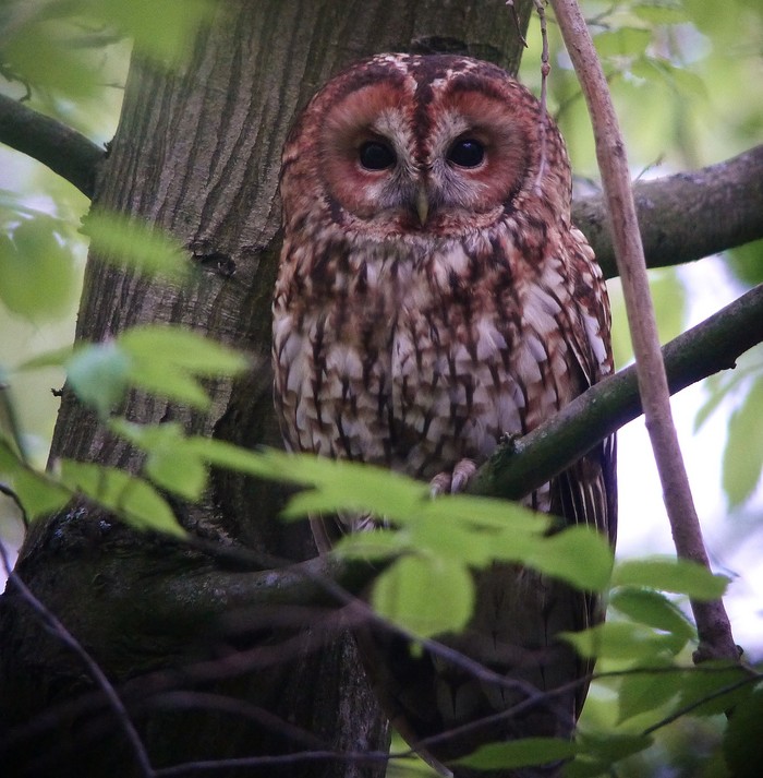 Tawny Owl