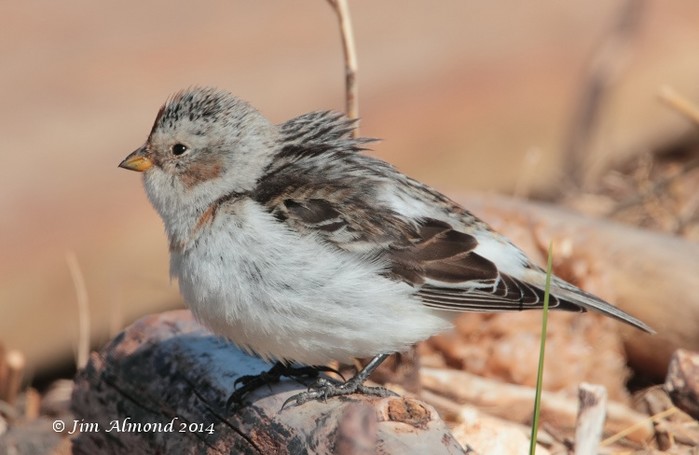 Snow Bunting