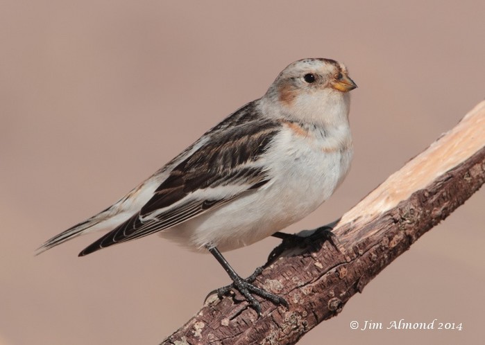 Snow Bunting