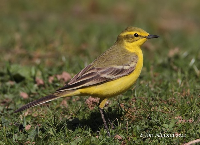 Yellow Wagtail