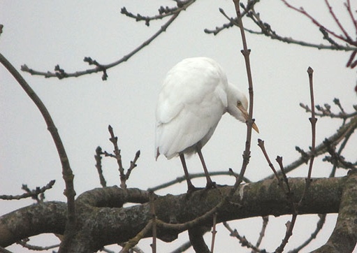 Cattle Egret