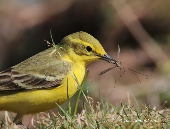 Yellow Wagtail